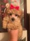 Poodle Puppies for sale in Port Huron, MI, USA. price: NA
