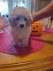 Poodle Puppies for sale in Port Huron, MI, USA. price: NA