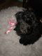 Poodle Puppies for sale in Anniston, AL, USA. price: NA