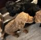 Poodle Puppies for sale in Brooklyn, NY, USA. price: $1,100