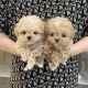 Poodle Puppies for sale in Clearing, Chicago, IL, USA. price: $950