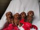 Poodle Puppies for sale in Los Angeles St, Eilat, Israel. price: NA
