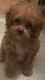 Poodle Puppies for sale in Shirley, NY, USA. price: NA