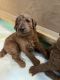 Poodle Puppies for sale in Summerfield, FL 34491, USA. price: $2,500