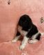 Poodle Puppies for sale in Sikeston, MO 63801, USA. price: $1,000