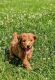 Poodle Puppies for sale in Overland Park, KS, USA. price: $650