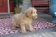 Poodle Puppies for sale in Brookline, MA, USA. price: NA