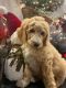Poodle Puppies for sale in Dayton, TN 37321, USA. price: NA