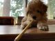 Poodle Puppies for sale in East Renton Highlands, WA, USA. price: $2,000