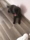 Poodle Puppies for sale in Laurens County, SC, USA. price: $800