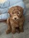 Poodle Puppies for sale in North Royalton, OH 44133, USA. price: NA