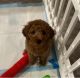 Poodle Puppies for sale in Willow Grove, PA, USA. price: NA