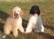 Poodle Puppies for sale in Earlsboro, OK, USA. price: NA