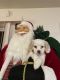 Poodle Puppies for sale in Puyallup, WA 98374, USA. price: NA