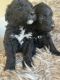 Poodle Puppies for sale in Battle Ground, WA 98604, USA. price: NA