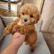 Poodle Puppies for sale in Garfield, NJ 07026, USA. price: $400