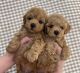 Poodle Puppies for sale in Garfield, NJ 07026, USA. price: $400