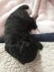 Poodle Puppies for sale in Laurens County, SC, USA. price: NA