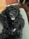 Poodle Puppies for sale in Fruitland, ID 83619, USA. price: NA