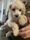 Poodle Puppies for sale in Red Deer, AB, Canada. price: $2,250