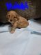 Poodle Puppies for sale in Meridian, ID, USA. price: NA