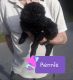 Poodle Puppies for sale in Ocean Springs, MS 39564, USA. price: $700