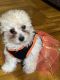 Poodle Puppies for sale in 34-02 153rd St, Flushing, NY 11354, USA. price: NA
