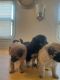 Poodle Puppies for sale in 674 Palm Ave, Imperial Beach, CA 91932, USA. price: $100