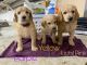 Poodle Puppies for sale in Kamiah, ID 83536, USA. price: $800