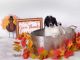 Poodle Puppies for sale in Lake Elsinore, CA, USA. price: NA