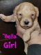 Poodle Puppies for sale in Waco, TX, USA. price: $1,200