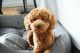 Poodle Puppies for sale in Seattle, WA, USA. price: $950