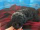 Poodle Puppies for sale in Dickson, TN, USA. price: $850
