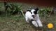 Poodle Puppies for sale in Old Town, FL 32680, USA. price: $1,500