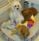 Poodle Puppies for sale in Mt Olive, IL 62069, USA. price: NA