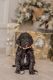 Poodle Puppies for sale in Saratoga Springs, UT, USA. price: NA