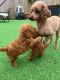 Poodle Puppies for sale in Long Beach, CA, USA. price: NA
