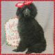 Poodle Puppies for sale in Taylor, TX 76574, USA. price: $600