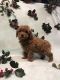 Poodle Puppies for sale in Ohio Turnpike, Olmsted Falls, OH, USA. price: $500