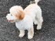 Poodle Puppies for sale in Tucker, GA, USA. price: $1,000