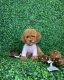 Poodle Puppies for sale in 145 Main St, Jersey, GA 30018, USA. price: NA