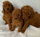 Poodle Puppies for sale in New Zealand Ave, Santa Rosa, CA 95407, USA. price: NA