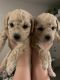 Poodle Puppies for sale in Tucson, AZ, USA. price: $2,500