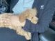 Poodle Puppies for sale in Delmar Loop, University City, MO, USA. price: NA