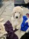 Poodle Puppies for sale in Lucerne, CA, USA. price: NA