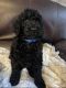 Poodle Puppies for sale in Humble, TX 77339, USA. price: $1,250