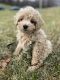Poodle Puppies for sale in Upper Marlboro, MD 20772, USA. price: NA