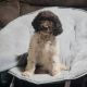 Poodle Puppies for sale in Ellijay, GA 30540, USA. price: NA