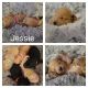 Poodle Puppies for sale in El Dorado Springs, MO 64744, USA. price: NA