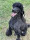 Poodle Puppies for sale in Four Oaks, NC 27524, USA. price: $500
